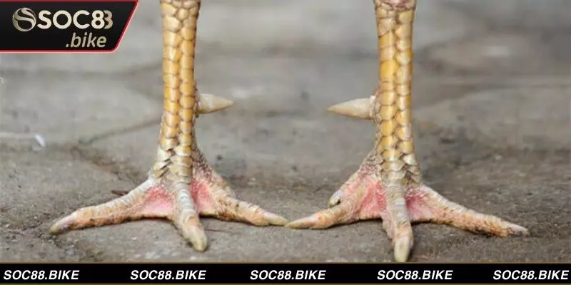 Khám Phá Bí Ẩn Vảy Gà Chiến, Bật Mí Dấu Hiệu Vô Địch Các dạng vảy thường thấy ở chiến kê thi đấu