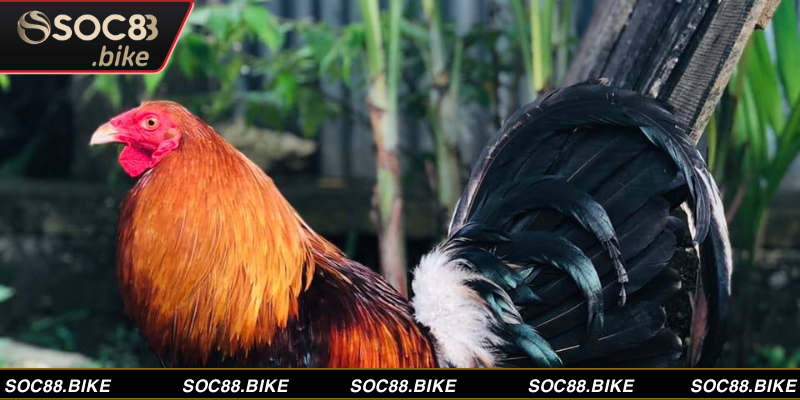 Đá Gà Mỹ - Cá Cược Đỉnh Cao Rinh Thưởng Lớn Tại SOC88 Có nhiều yếu tố ảnh hưởng đến sức mạnh của chiến kê trong trận đấu