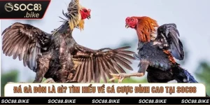 Đá Gà Đòn Là Gì? Tìm Hiểu Về Cá Cược Đỉnh Cao Tại SOC88