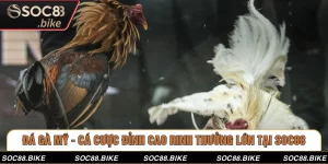 Đá Gà Mỹ - Cá Cược Đỉnh Cao Rinh Thưởng Lớn Tại SOC88