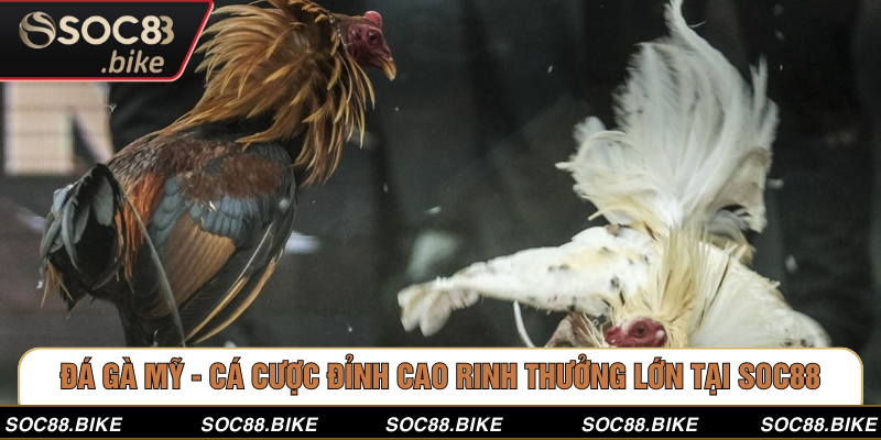 Đá Gà Mỹ - Cá Cược Đỉnh Cao Rinh Thưởng Lớn Tại SOC88 Đá Gà Mỹ - Cá Cược Đỉnh Cao Rinh Thưởng Lớn Tại SOC88