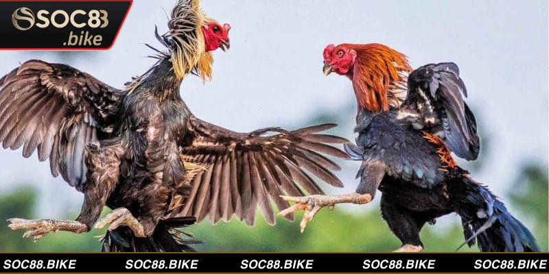 Đá Gà Mỹ - Cá Cược Đỉnh Cao Rinh Thưởng Lớn Tại SOC88 Đá gà Mỹ là loại hình trò chơi truyền thống với lượng người hâm mộ đông đảo