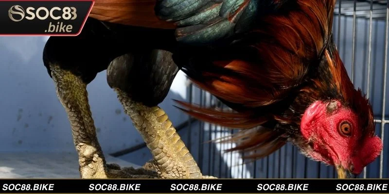 Gà Vảy Rồng -  Một Đặc Điểm Vảy Chân Cực Kỳ Quý Hiếm  Gà vảy rồng với bộ lông bóng mượt và vảy đặc biệt