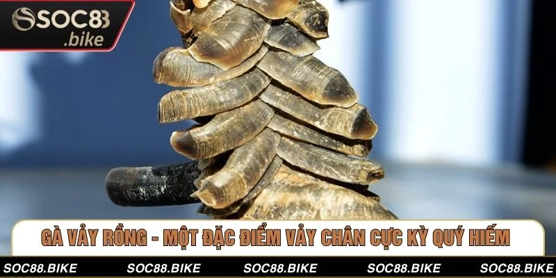 Gà Vảy Rồng -  Một Đặc Điểm Vảy Chân Cực Kỳ Quý Hiếm  Gà Vảy Rồng -  Một Đặc Điểm Vảy Chân Cực Kỳ Quý Hiếm