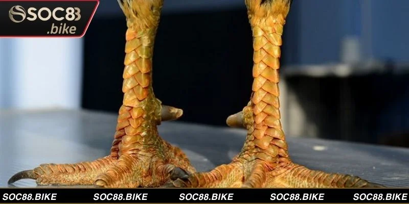 Gà Vảy Rồng -  Một Đặc Điểm Vảy Chân Cực Kỳ Quý Hiếm  Hình ảnh gà vảy rồng trưởng thành với lớp vảy chân chồng chéo