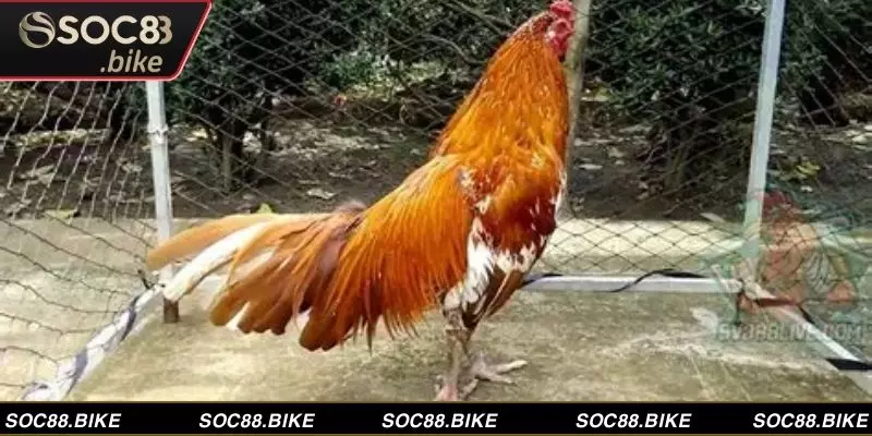 Giải Mã Màu Mạng Gà Đá, Chọn Ngay Chiến Kê Vô Địch Màu mạng gà đá mang ý nghĩa trong chọn chiến kê