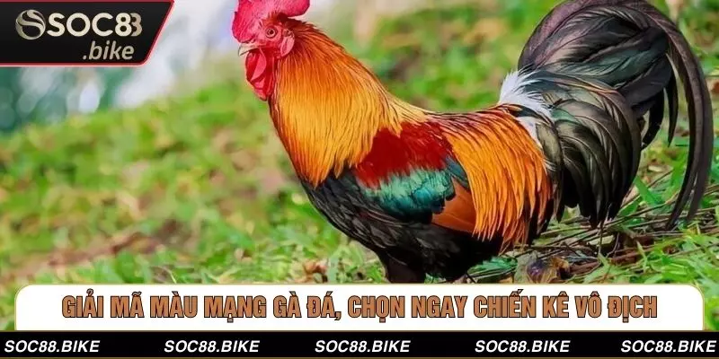 Giải Mã Màu Mạng Gà Đá, Chọn Ngay Chiến Kê Vô Địch Giải Mã Màu Mạng Gà Đá, Chọn Ngay Chiến Kê Vô Địch