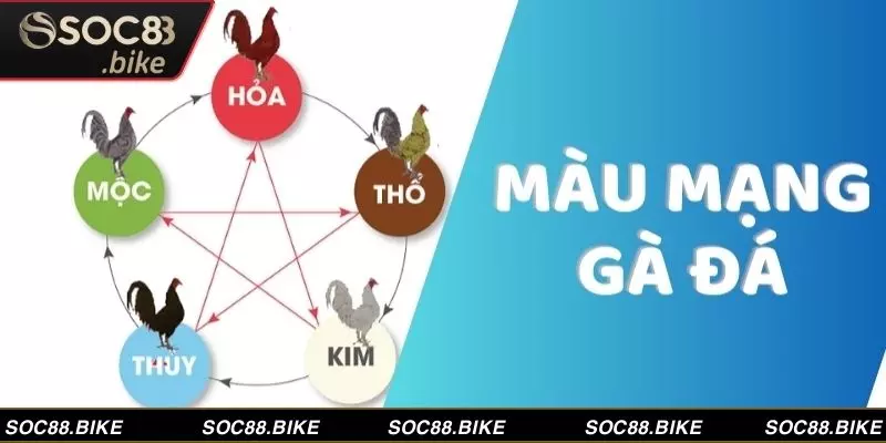 Giải Mã Màu Mạng Gà Đá, Chọn Ngay Chiến Kê Vô Địch Màu mạng phù hợp tăng tỷ lệ chiến thắng