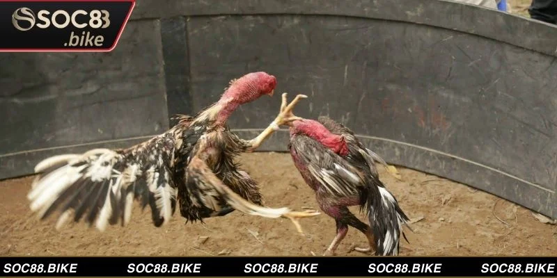 Mỗi trận đấu đá gà đòn diễn ra với sự hồi hộp, căng thẳng và quyết liệt 