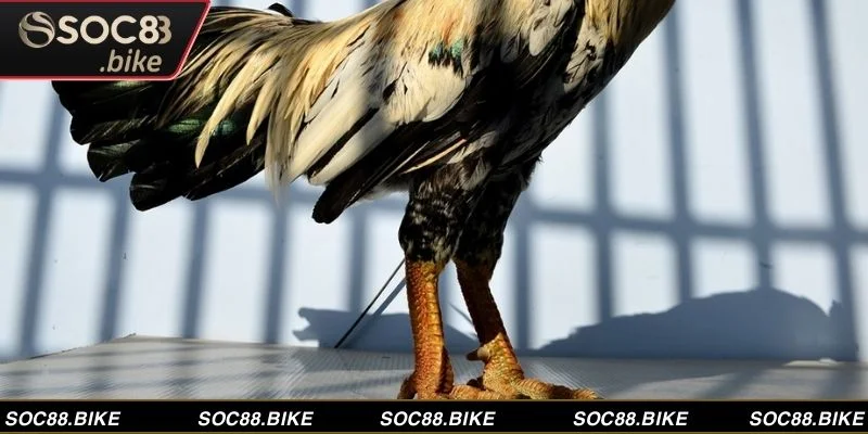 Gà Vảy Rồng -  Một Đặc Điểm Vảy Chân Cực Kỳ Quý Hiếm  Một con gà vảy rồng khỏe mạnh, sẵn sàng tham gia các cuộc thi đấu căng thẳng