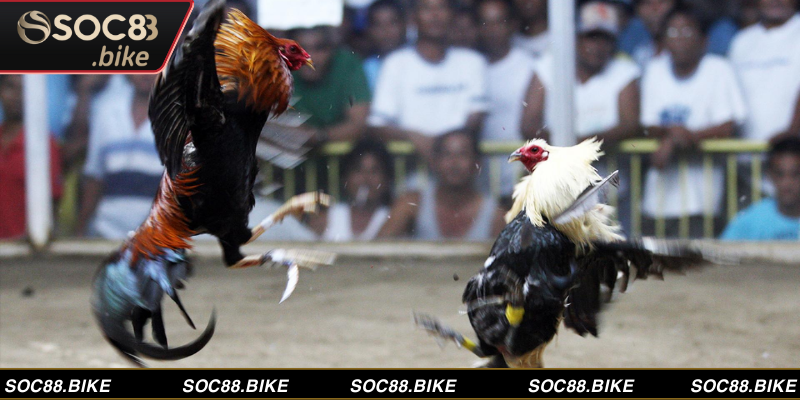 Đá Gà Mỹ - Cá Cược Đỉnh Cao Rinh Thưởng Lớn Tại SOC88 Nắm các bí kíp để cá độ đá gà Mỹ hiệu quả tại nhà cái trực tuyến SOC88