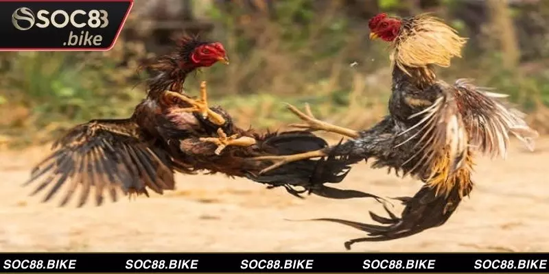 Giải Mã Màu Mạng Gà Đá, Chọn Ngay Chiến Kê Vô Địch Nhận diện đặc điểm chiến kê qua màu mạng