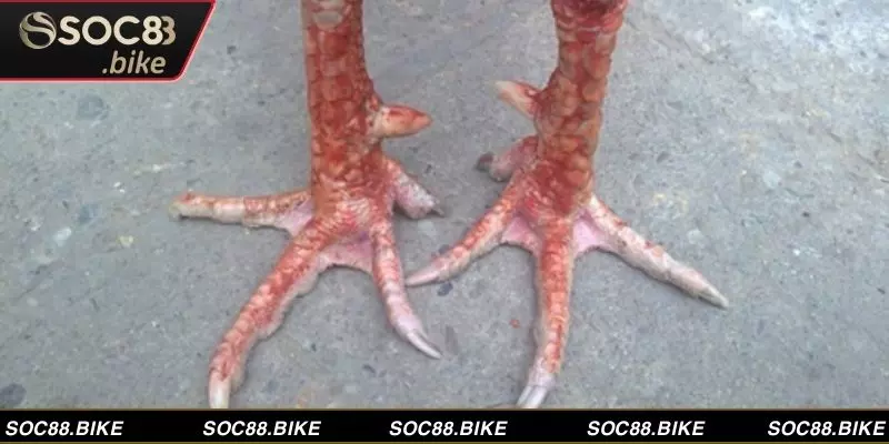 Khám Phá Bí Ẩn Vảy Gà Chiến, Bật Mí Dấu Hiệu Vô Địch Quan sát kỹ chân gà để nhận biết và xem vảy gà