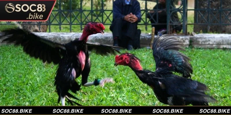 Trận đấu đá gà đòn gay cấn là nơi những chiến kê thể hiện sức mạnh