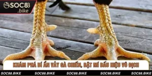 Khám Phá Bí Ẩn Vảy Gà Chiến, Bật Mí Dấu Hiệu Vô Địch