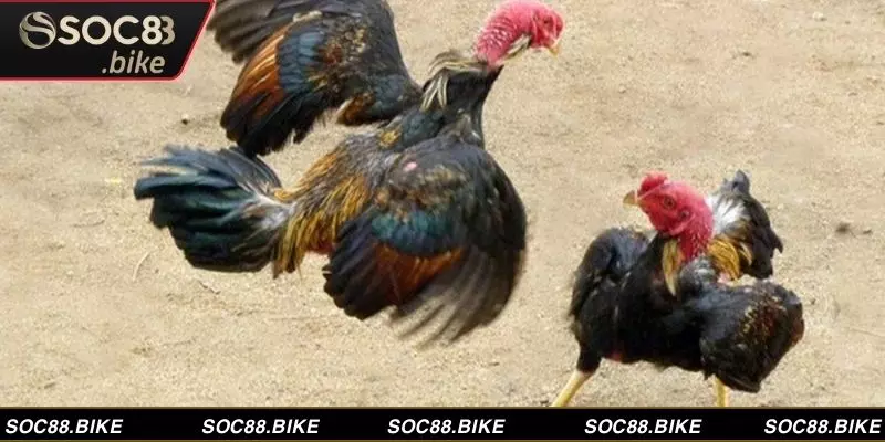 Khám Phá Bí Ẩn Vảy Gà Chiến, Bật Mí Dấu Hiệu Vô Địch Vảy gà chiến giúp áp đảo đối thủ khi thi đấu