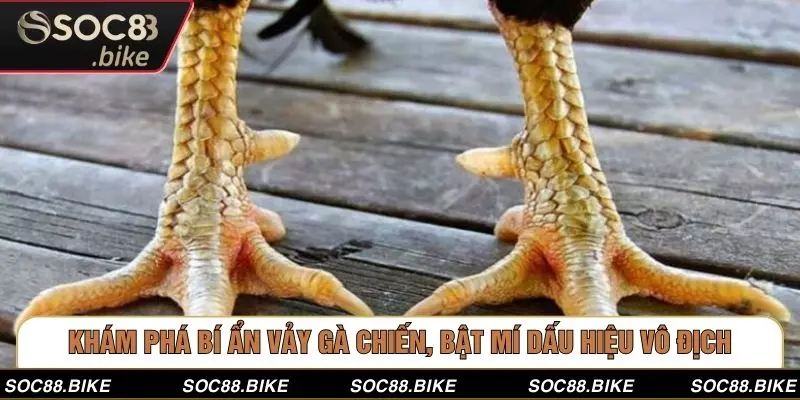 Khám Phá Bí Ẩn Vảy Gà Chiến, Bật Mí Dấu Hiệu Vô Địch Khám Phá Bí Ẩn Vảy Gà Chiến, Bật Mí Dấu Hiệu Vô Địch